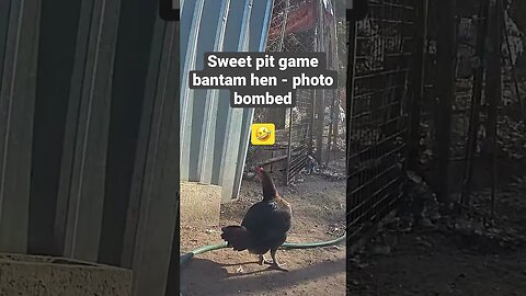 Farm surveillance. Pit game bantam hen