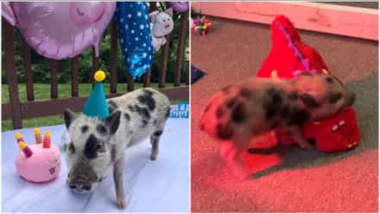 Maialino si accanisce contro un peluche