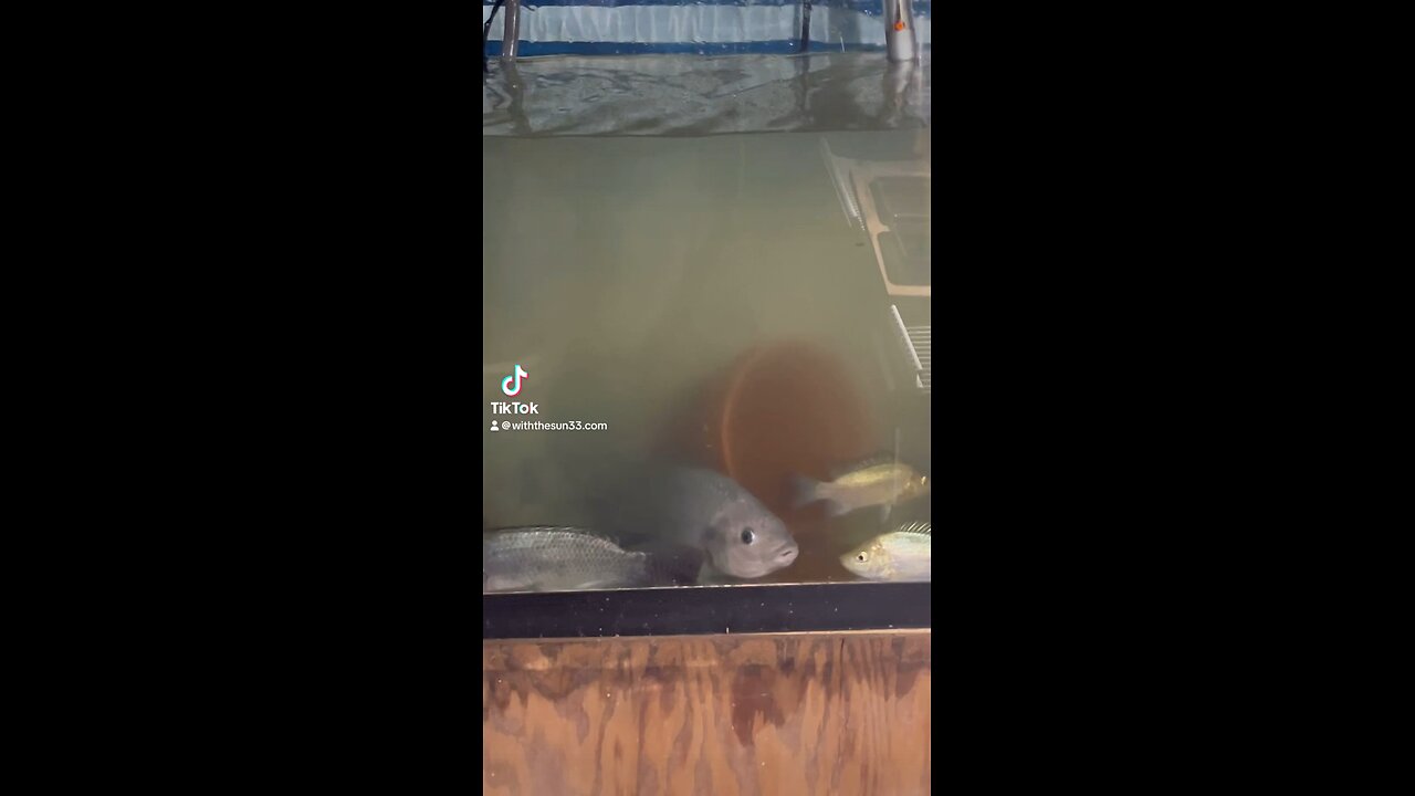 Raising tilapia