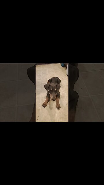 Teaching LAY DOWN to my 12 week old Doberman Puppy. 🐕❤️ #Doberman #dobermanpuppy #dobermantraining