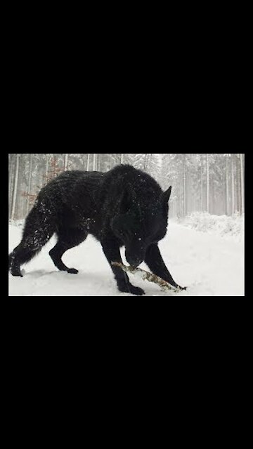 Funny Dogs Barking and Howling Compilation