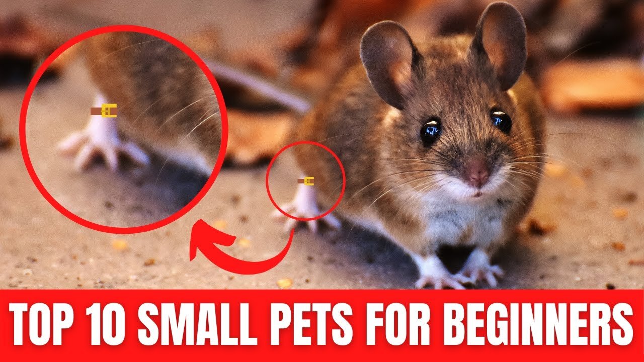 Small Pets For Beginners & Kids - Top 10 Best Beginner Small Pets!! (Cute Furry Pets!)