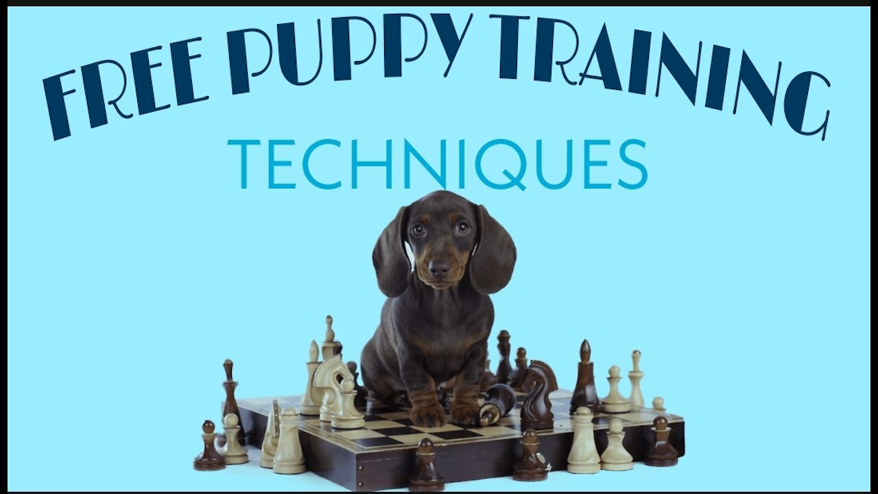 How to train your dog properly and make them Intelligent