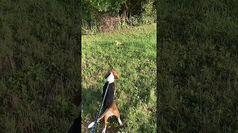 Sadie VS Iguana￼