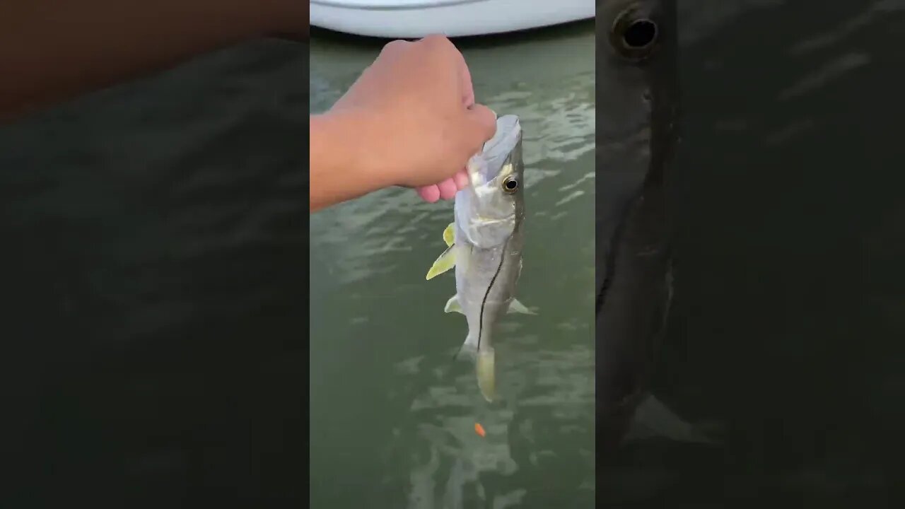 Nice little snookie