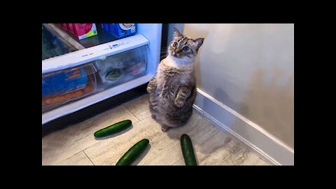 Best Funny Cats 😹 And Dogs 🐶 Videos -Try Not To Laugh!