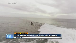 Drone video shows dolphins swimming next to surfer