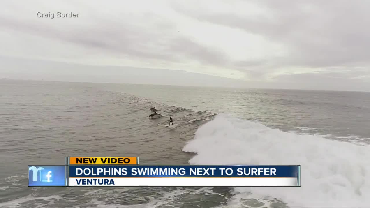 Drone video shows dolphins swimming next to surfer