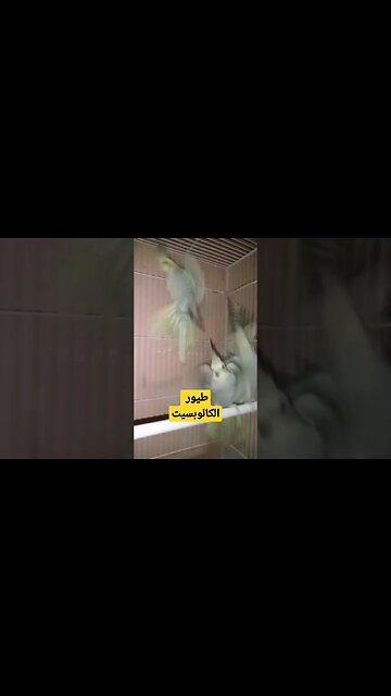 طيور الكالوبسيت ألبينو عين حمراء كيوت روعة