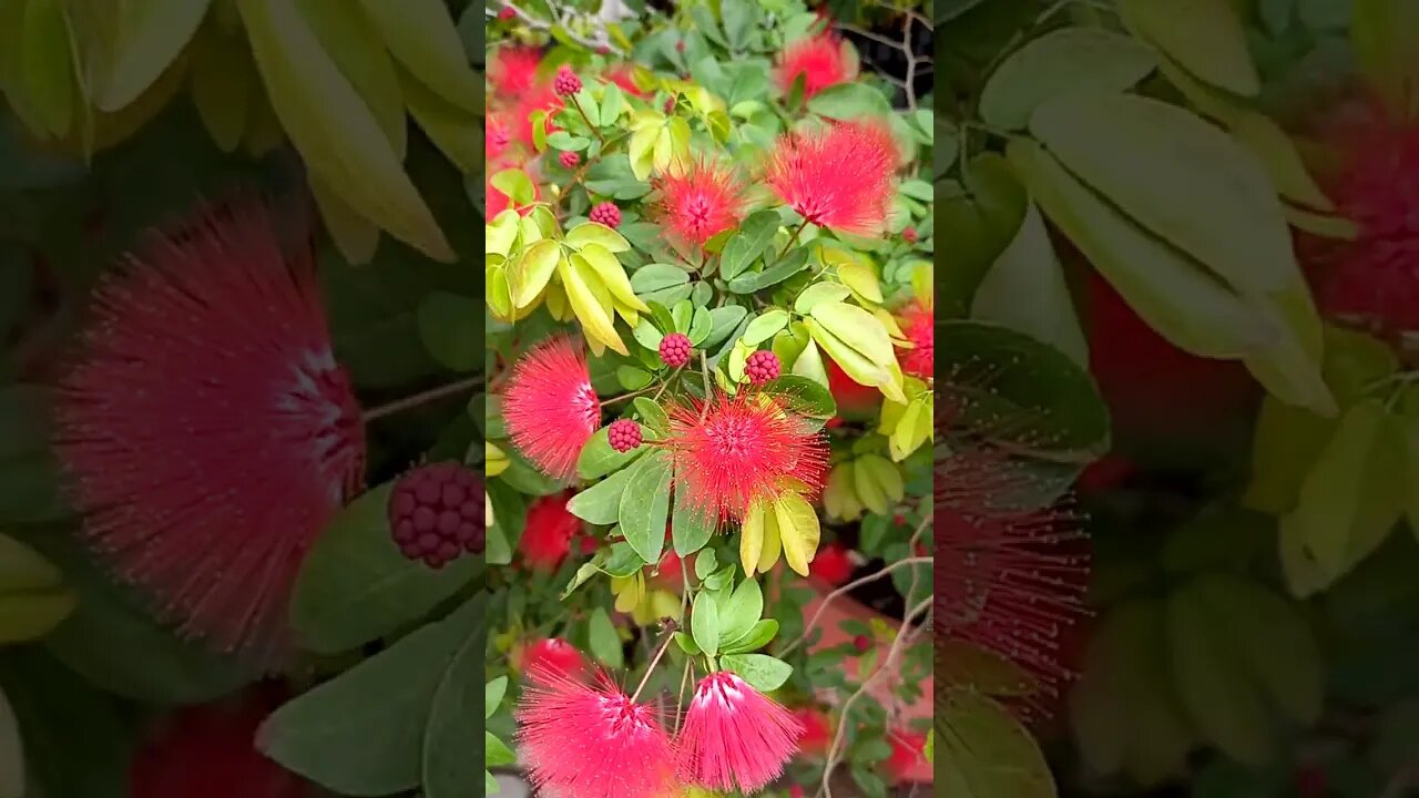 떠도는 은퇴 방랑객. 잠시 쉬어갑니다,은퇴 여행기,blooming flower, 추억의 동남아여행 follow me travel, with me together,