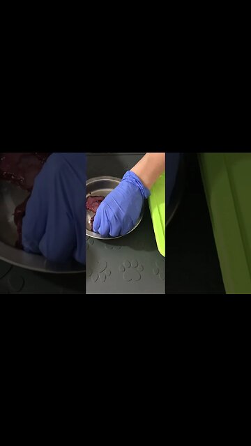 Meal prep a week of cat food in 20 mins #shorts