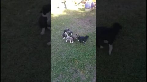 Just Some Cute Baby Pittys Playing