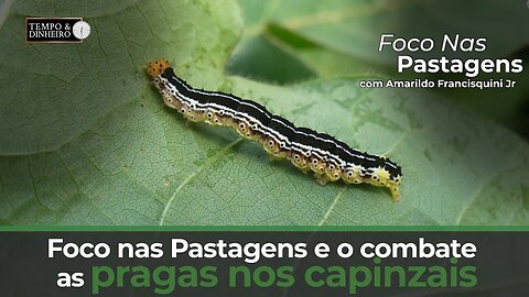 Foco nas Pastagens e o combate as pragas nos capinzais.