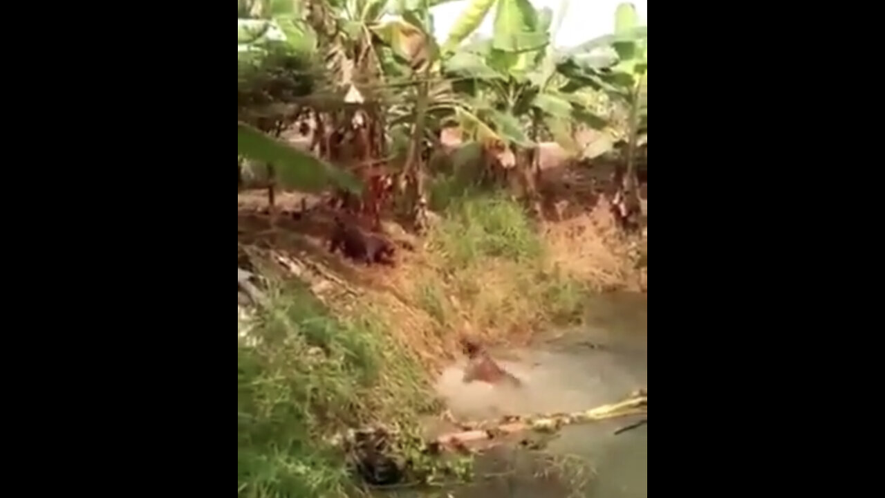 Group of Dogs enjoyed swimming.