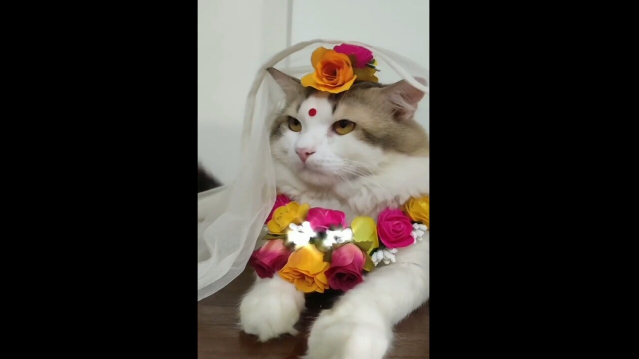 The cat is married ||funny video || 🔥look like