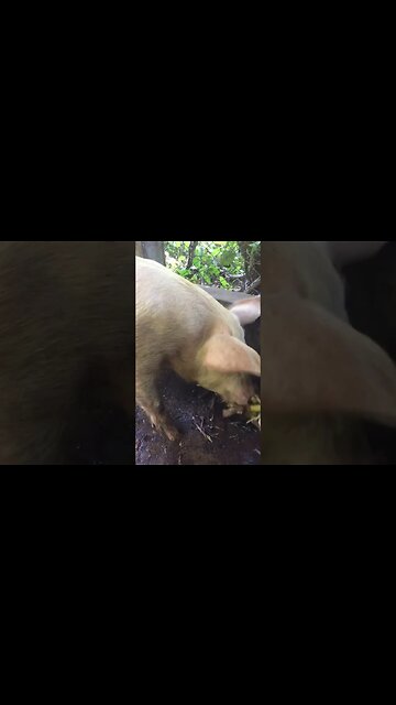 Peppaa pig ANNIHILATES banana tree