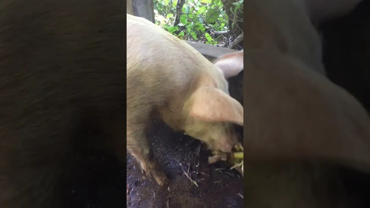 Peppaa pig ANNIHILATES banana tree