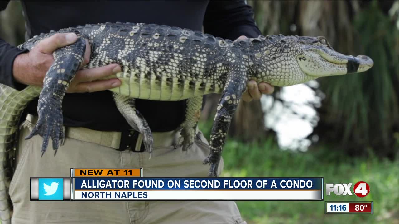 Alligator found on second-floor of Naples condo building