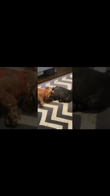 Frenchie fart 💨🤣😂 you don’t even want to be there 😂❌