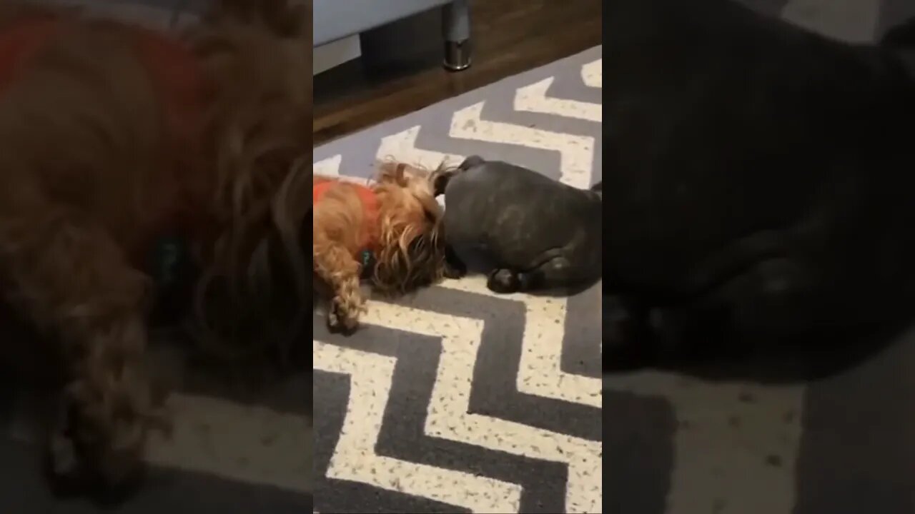 Frenchie fart π¨π€£π you donβt even want to be there πβ
