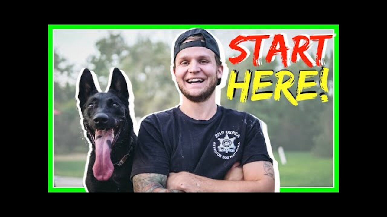 How to Train ANY DOG the basics- Dog Training tips & basic tricks