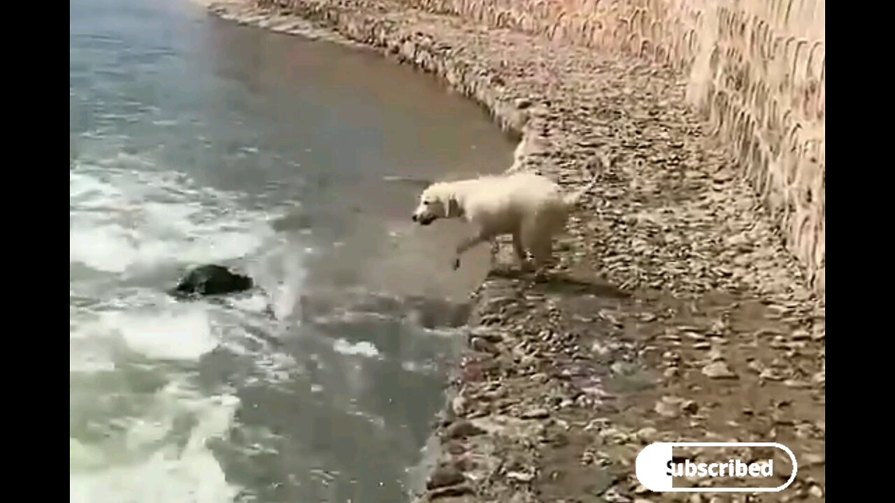 See how dog to save dog 🐕trending video🥱