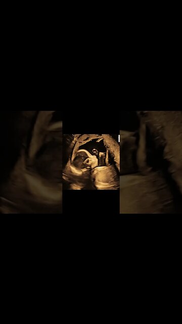 Hello from the newest addition to Sixth Day Ranch! 👋❤️🤰