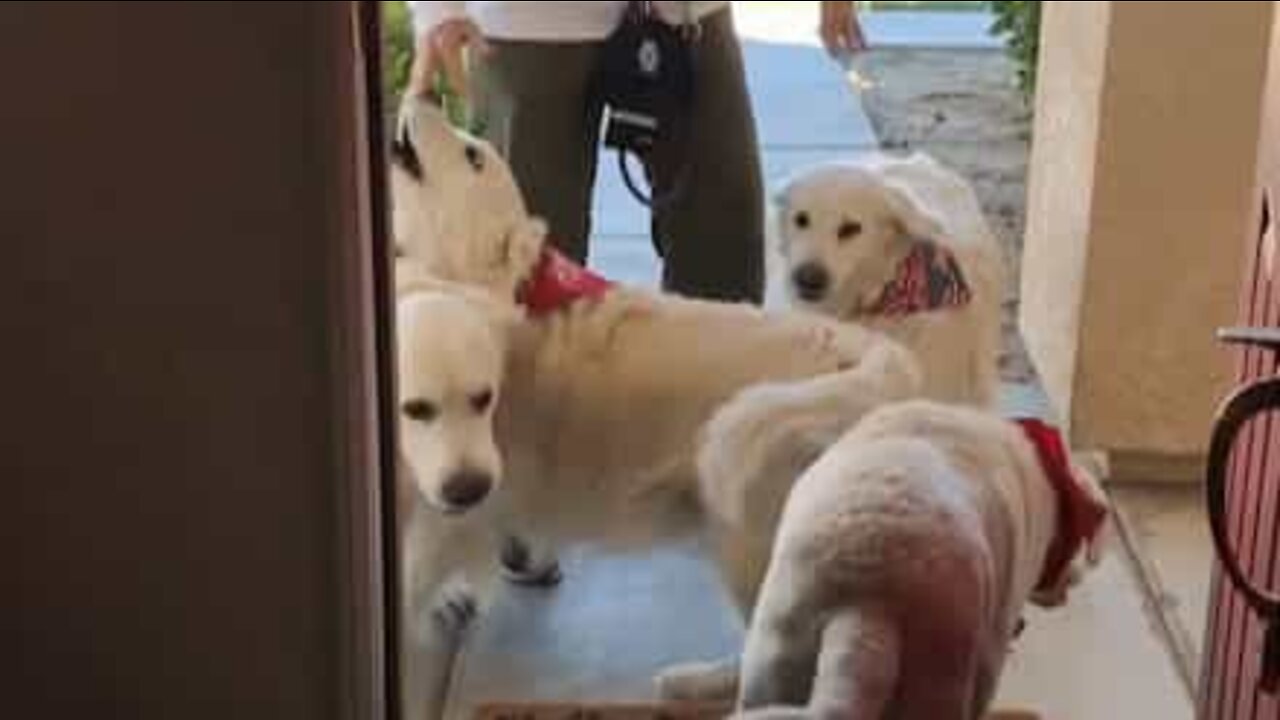 Qu'est-ce qui est plus excité qu'un chien qui attend son ami? Trois chiens!