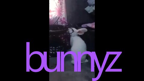 bunnyz