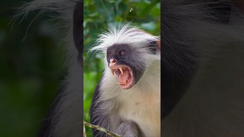 Agitated Red Colobus Monkey Call #shorts #short