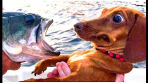 funny and awesome pet dogs and cats videos