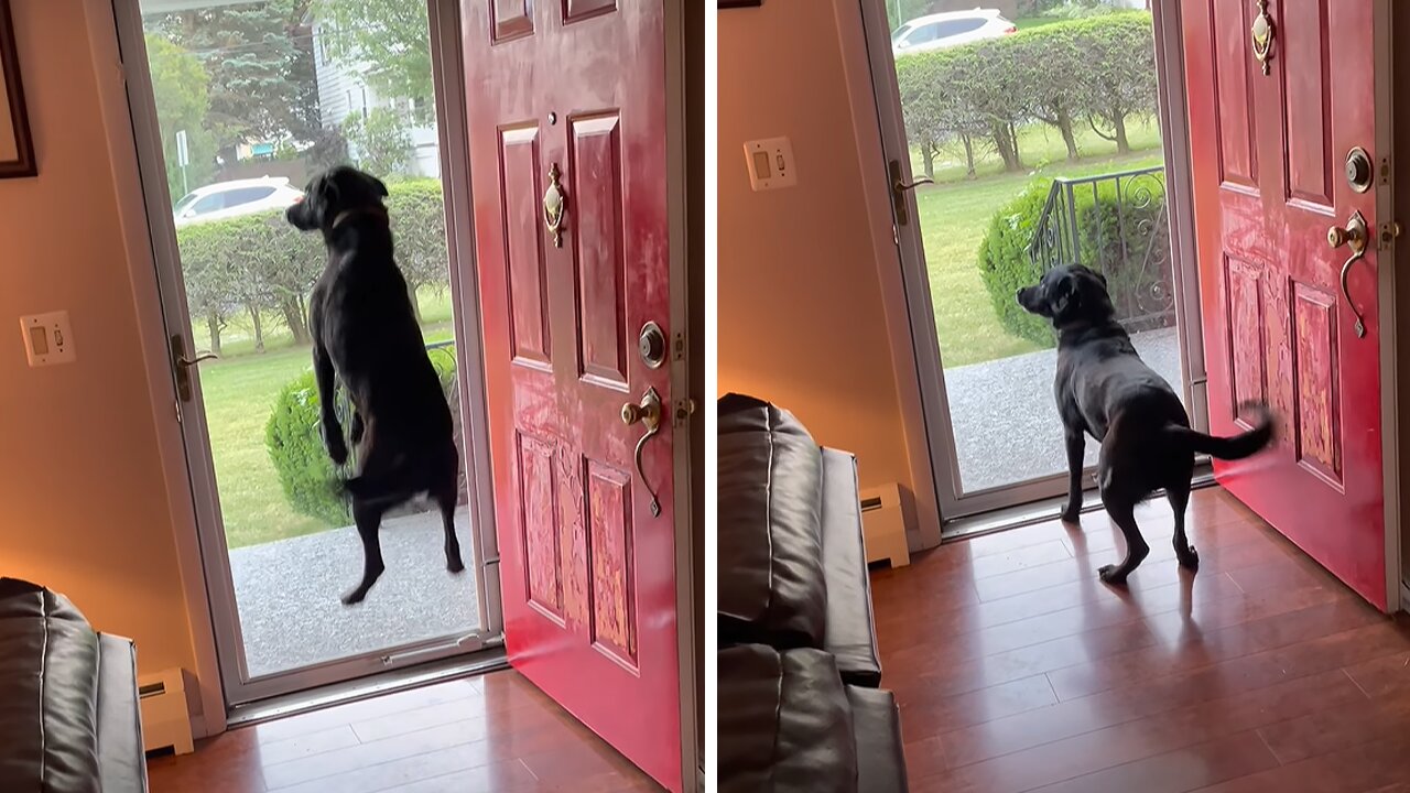 Dog Literally Hops For Joy When Owner's Dad Comes To Visit