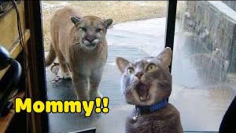 Funniest Cats And Dogs Videos - Best Funny Animal Videos 2022