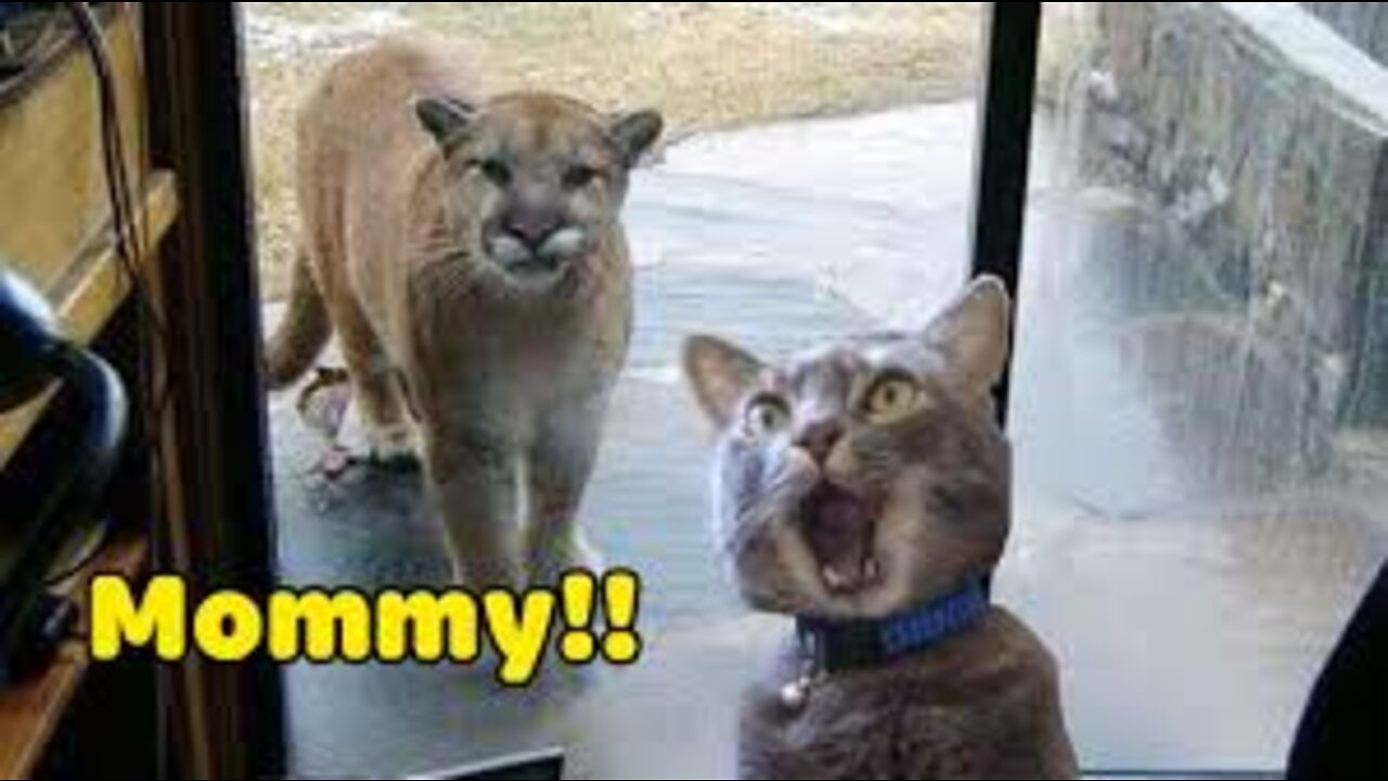 Funniest Cats And Dogs Videos - Best Funny Animal Videos 2022