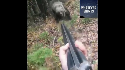 Would you be able to keep your cool when a bear charges you? #shorts #bear #guns #animals #wildlife