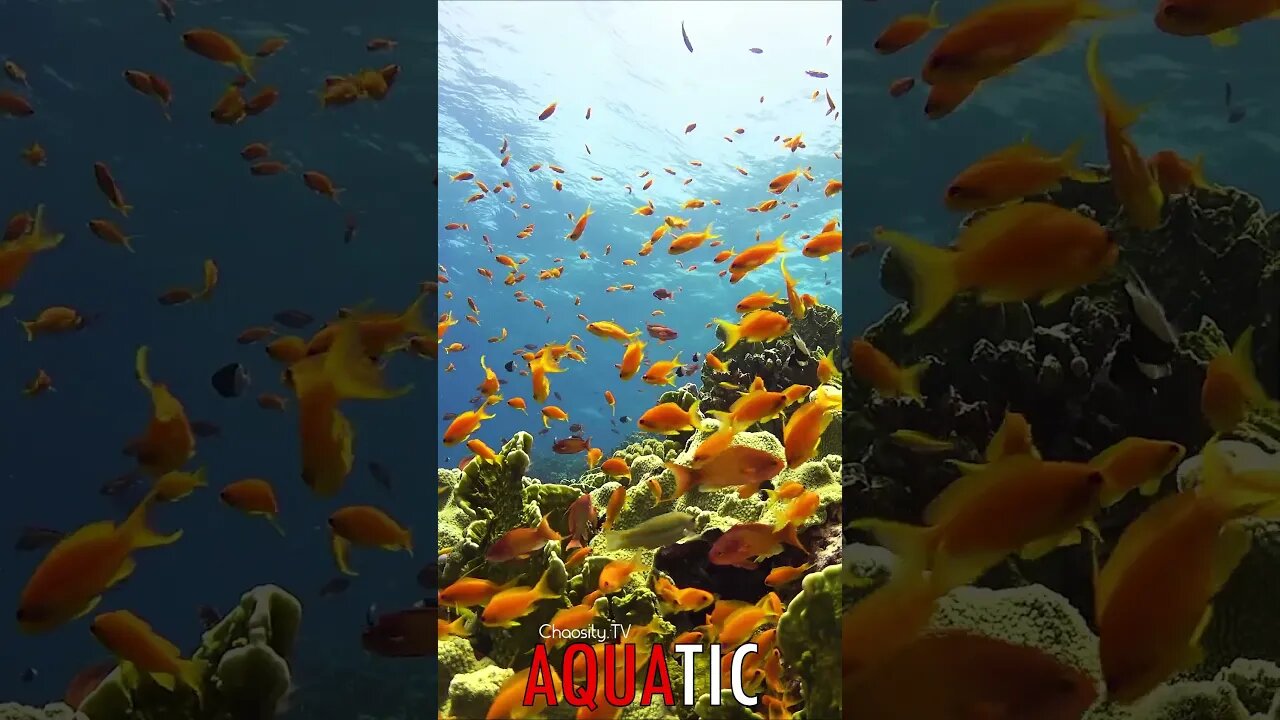 🌊 #AQUATIC - Glimmering Symphony: Sun-Kissed Coral Bed, Myriad of Goldfish Dancing in the Sea 🦈