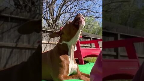 Dog Enjoying #videos #viral #petvideos