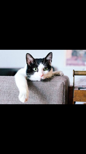 Cats and swans are having fun