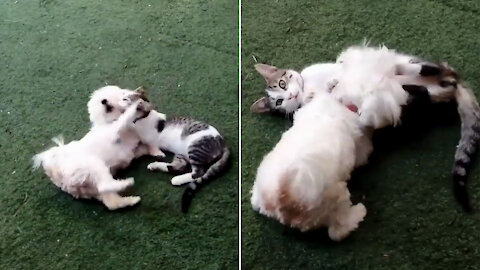 Dogs and cats play together. They are good friends