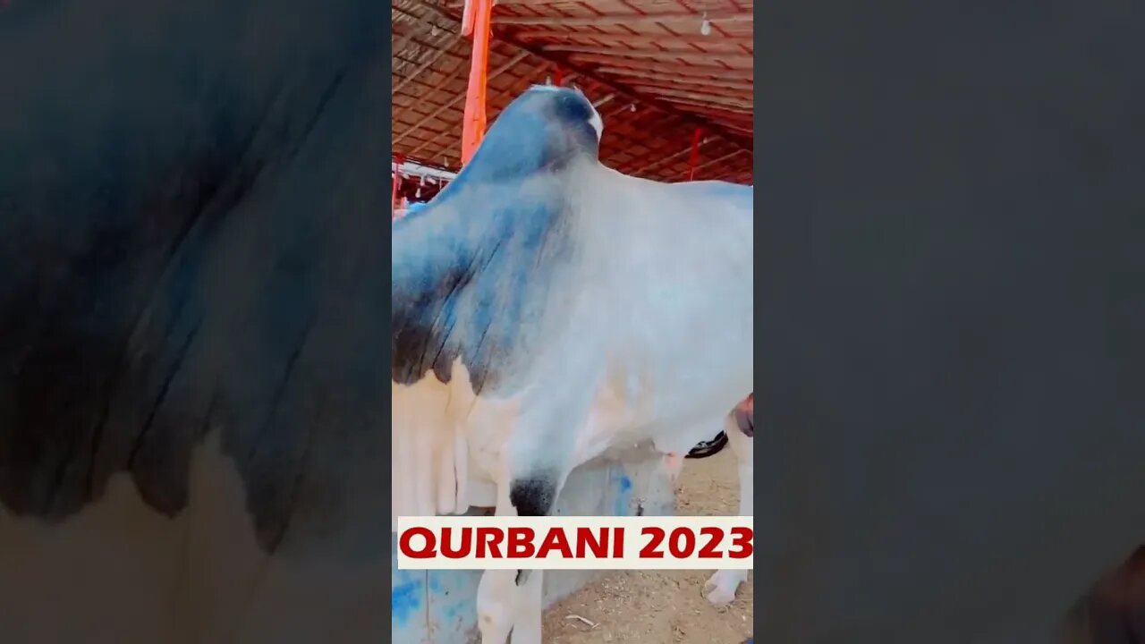 Qurbani Eid Cow 2023 #trending #qurbanicollection #shorts #viral #cowlover