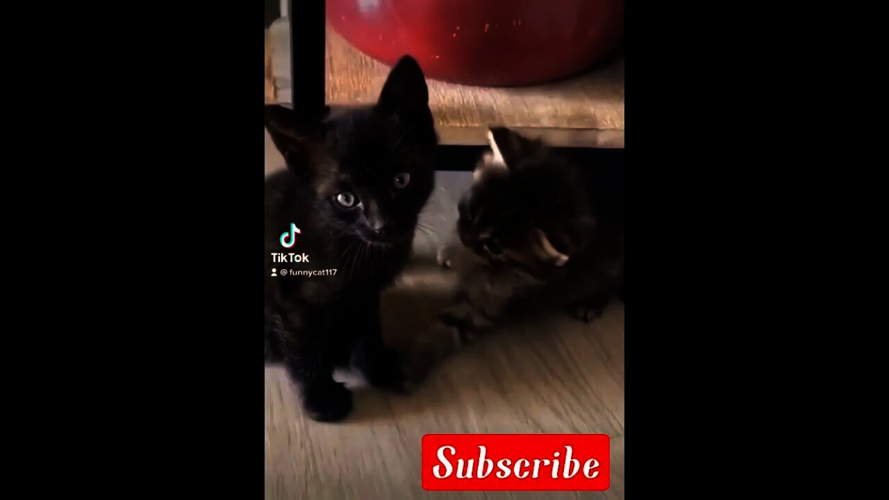 #short|cute babies cat|cat videos|funny cat|funny cats|cute baby,cute cats|baby cats|funny cat video