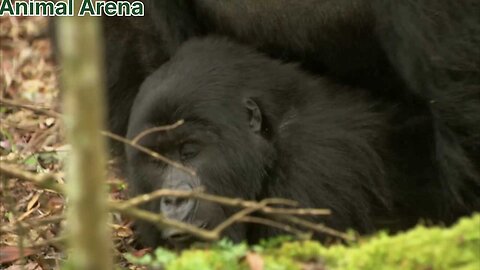 Gorilla_Mating___Mountain_Gorilla___Animal_ Arena