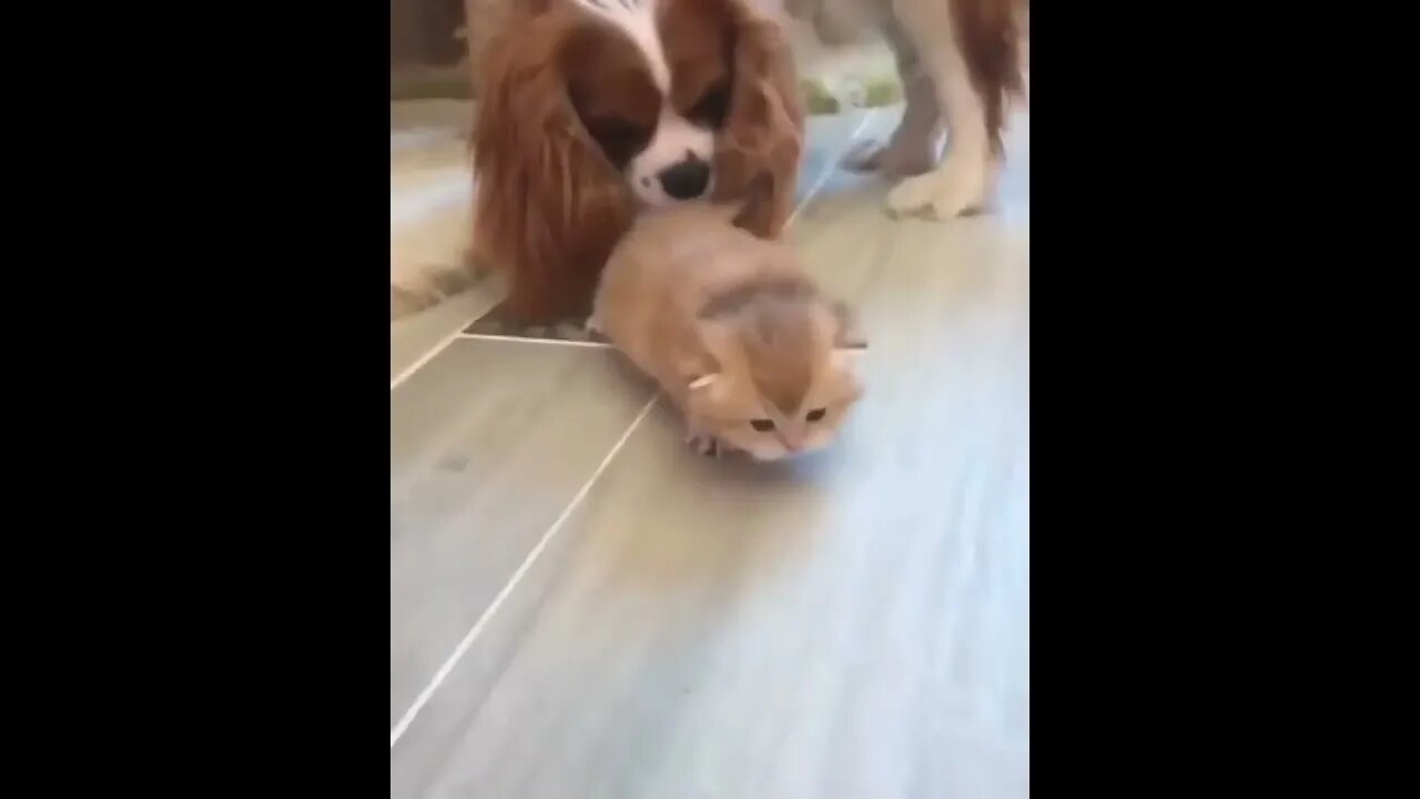 Mama cat very patient with curious puppy #shorts