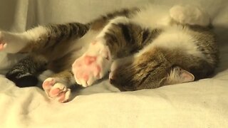 Cat Stretches His Toe Beans