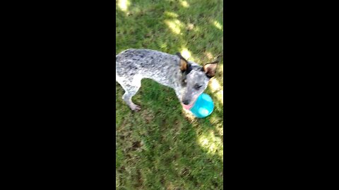 Pirate gets his ball