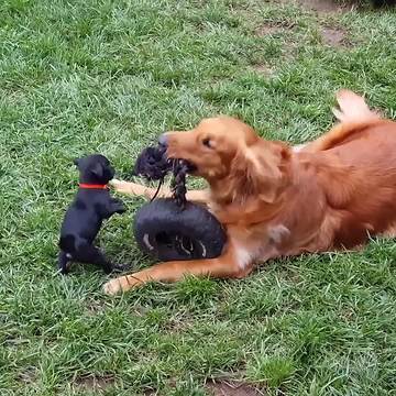 A Golden Retriever Dog And A Pug Puppy Dog Play Tug Of War