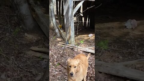 Scared, concerned and cautious #goldenretriever #pei