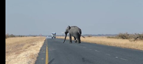 elephant crossing the road when a car passes