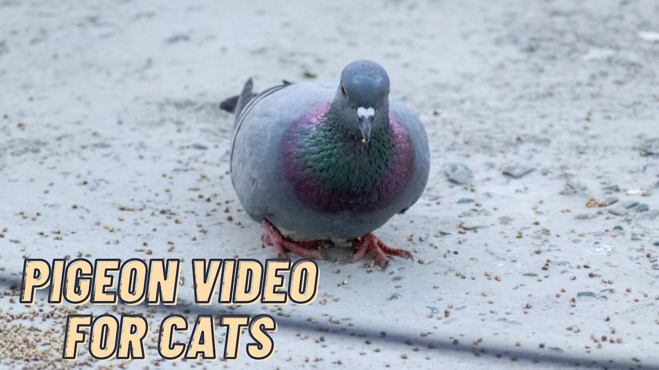 Beautiful Pigeon Videos For Cats To Watch By Kingdom Of Awais