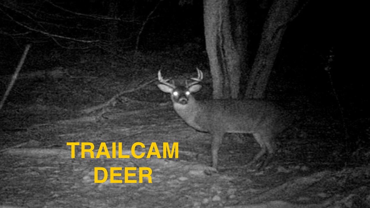 Trailcam Deer November & December 2023